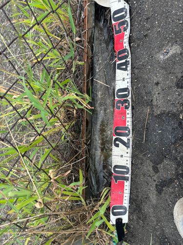 マナマズの釣果