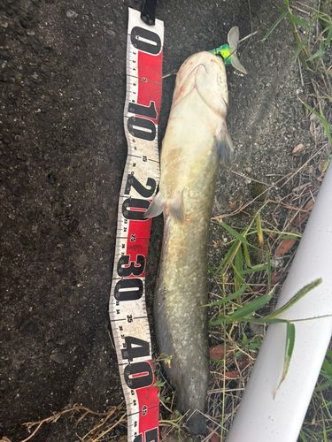 マナマズの釣果