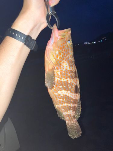 キジハタの釣果