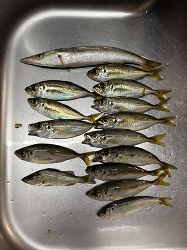 カマスの釣果