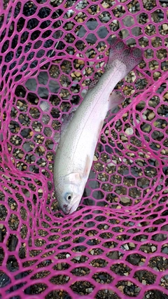 トラウトの釣果