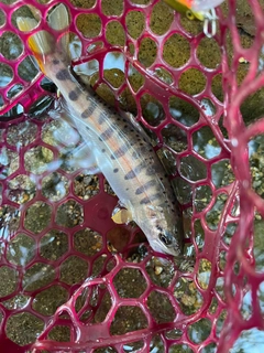 ヤマメの釣果