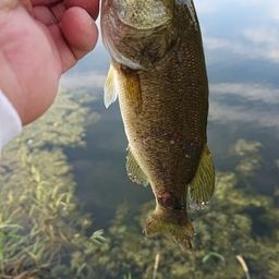 ラージマウスバス