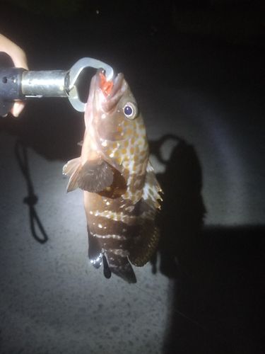 アコウの釣果