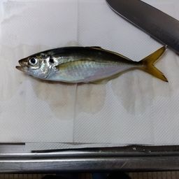 アジ
