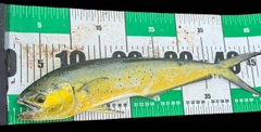 シイラの釣果