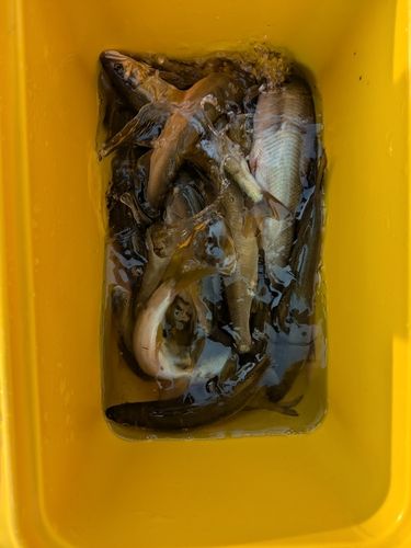 アユの釣果