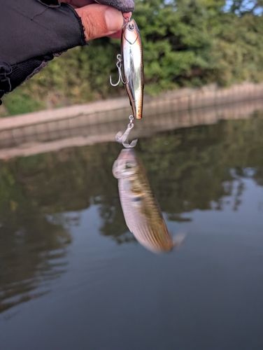 ボラの釣果
