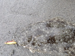 ヒラメの釣果