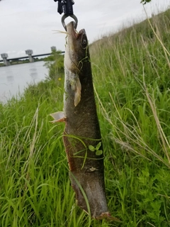 ナマズの釣果