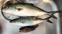 ハマチの釣果