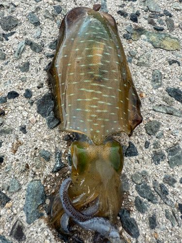 アオリイカの釣果