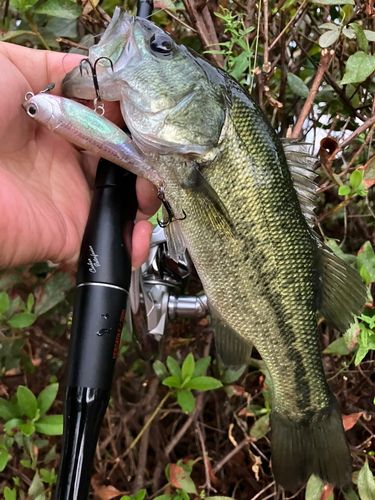 ブラックバスの釣果
