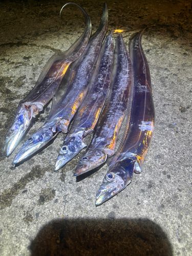 タチウオの釣果