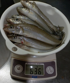 キスの釣果