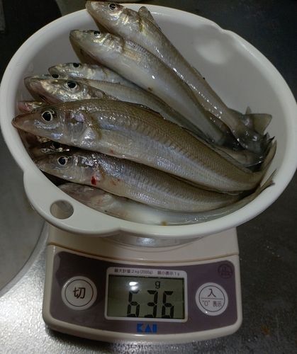 キスの釣果