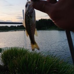 ラージマウスバス