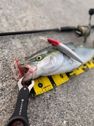 イナダの釣果