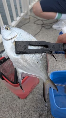 コバンアジの釣果