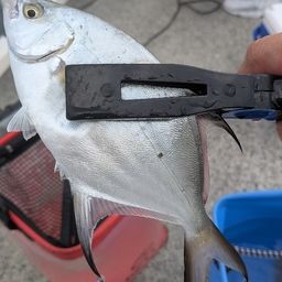 コバンアジ