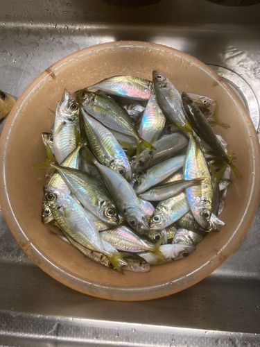 八代海