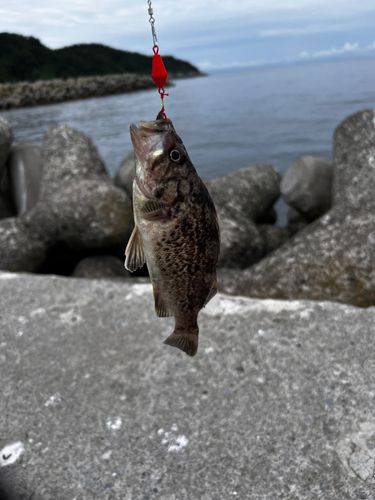 ソイの釣果