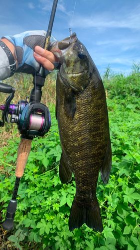 スモールマウスバスの釣果
