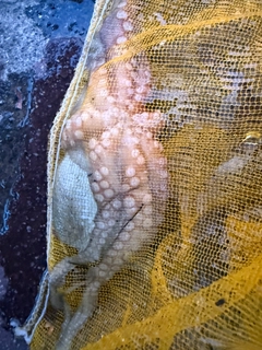 タコの釣果