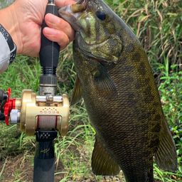 スモールマウスバス