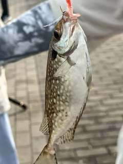 アイゴの釣果