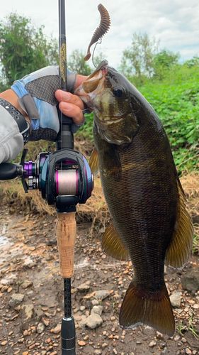 スモールマウスバスの釣果