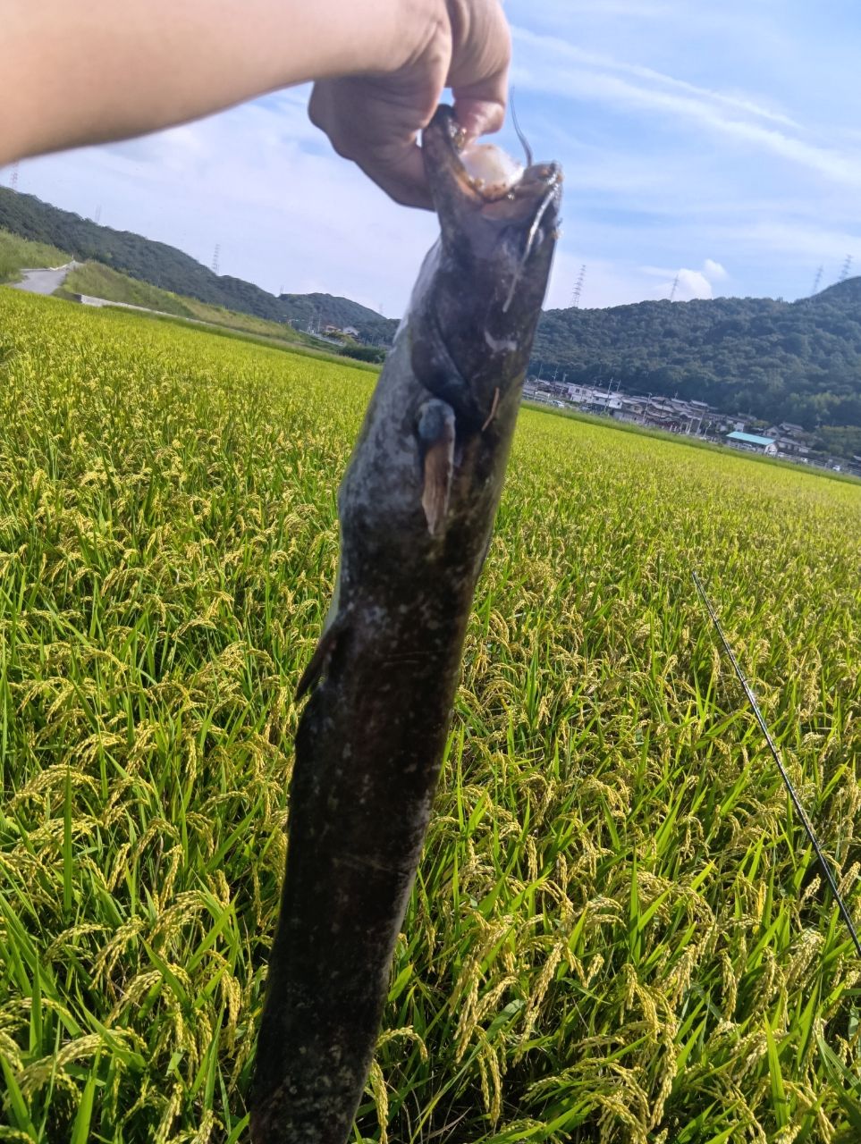 ナマズ