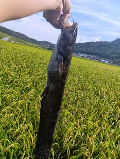 ナマズの釣果