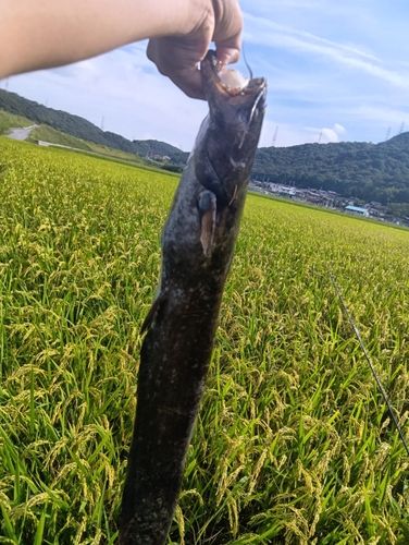 小田川