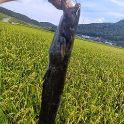 ナマズ