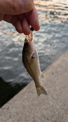 セイゴ（マルスズキ）の釣果