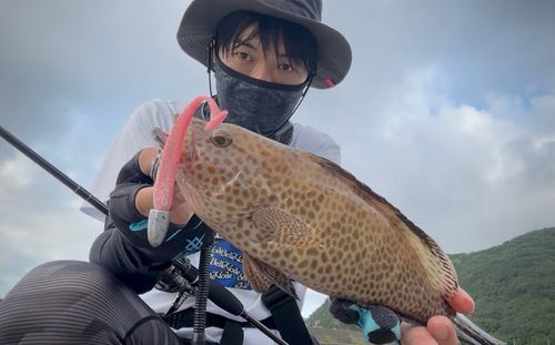 オオモンハタの釣果