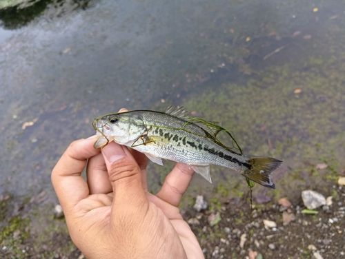 ナマズの釣果