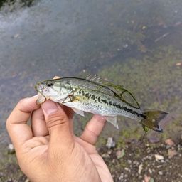 ナマズ