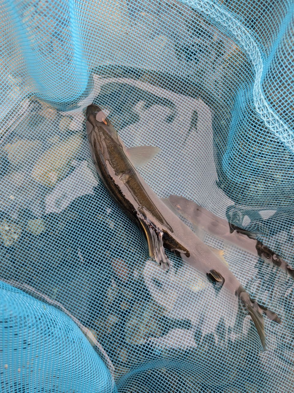 アユ