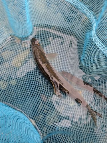 アユの釣果