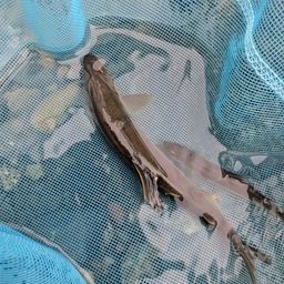 アユ
