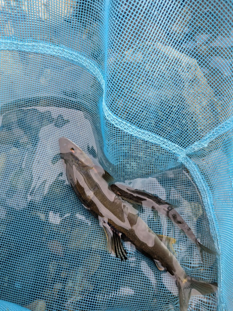 アユ