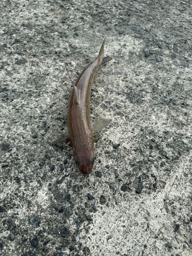 エソの釣果