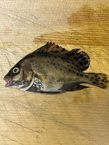 コショウダイの釣果