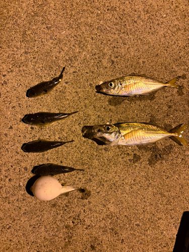 釣果
