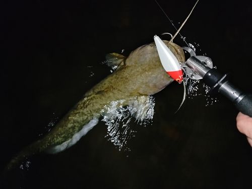 ナマズの釣果