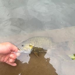 スモールマウスバス