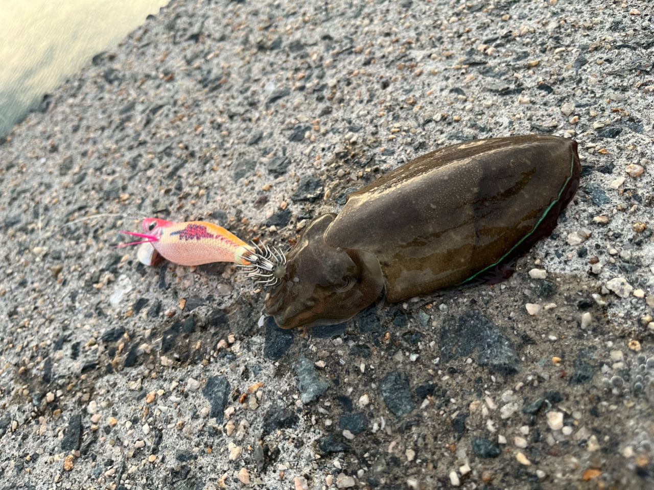 コウイカ
