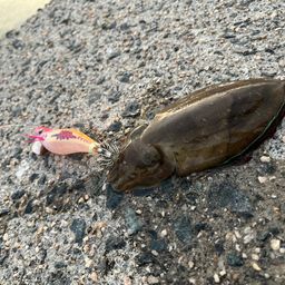 コウイカ